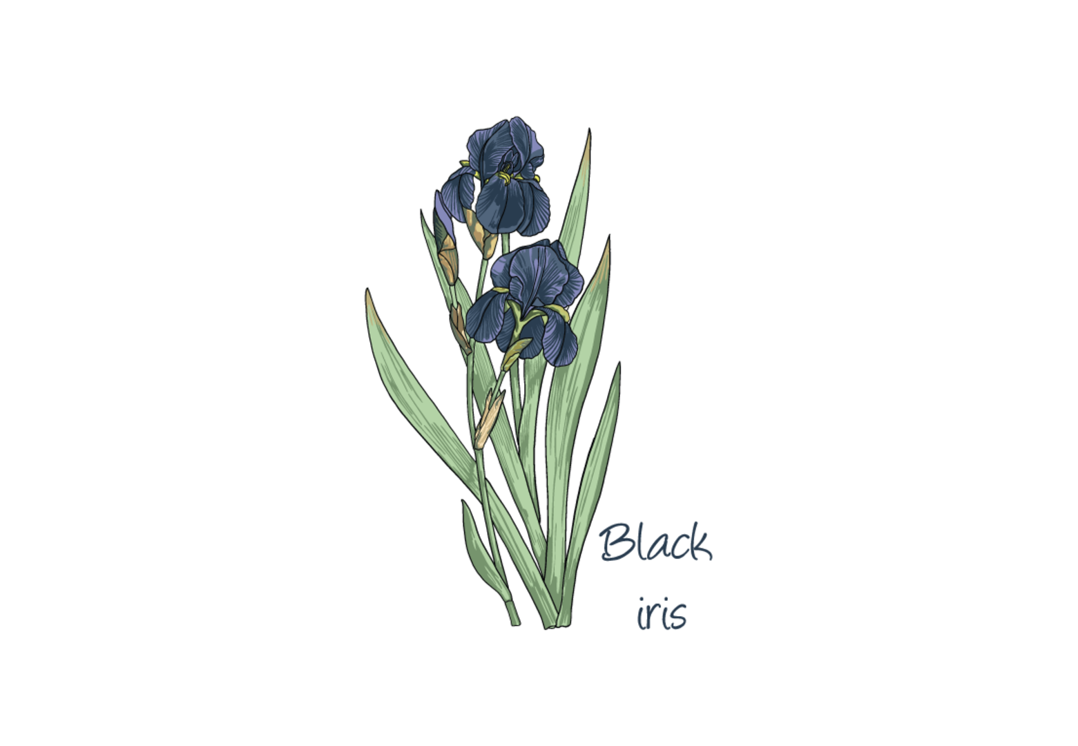 Iris