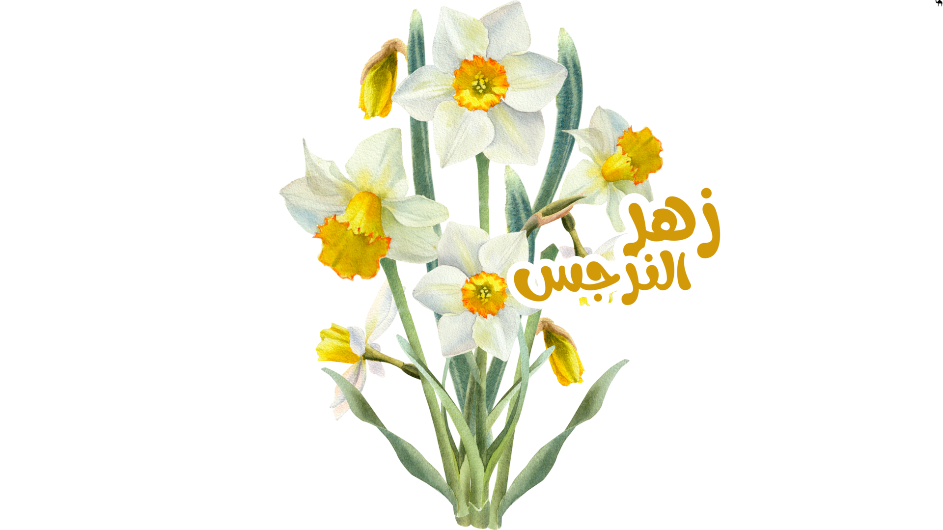 ورد نرجس