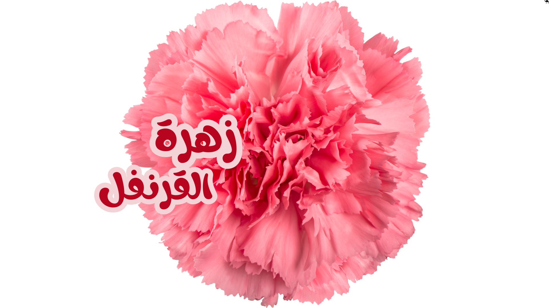 عطر القرنفل