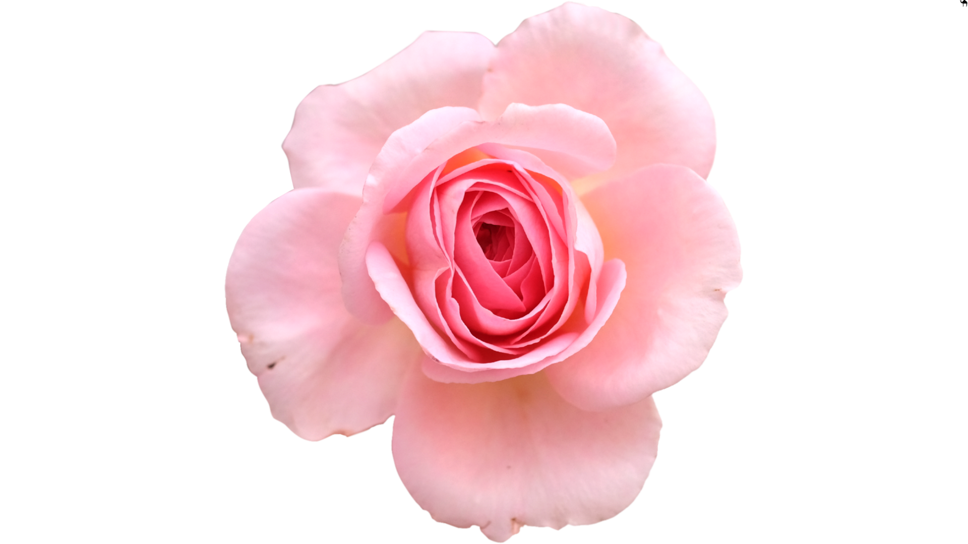 Soft Petals