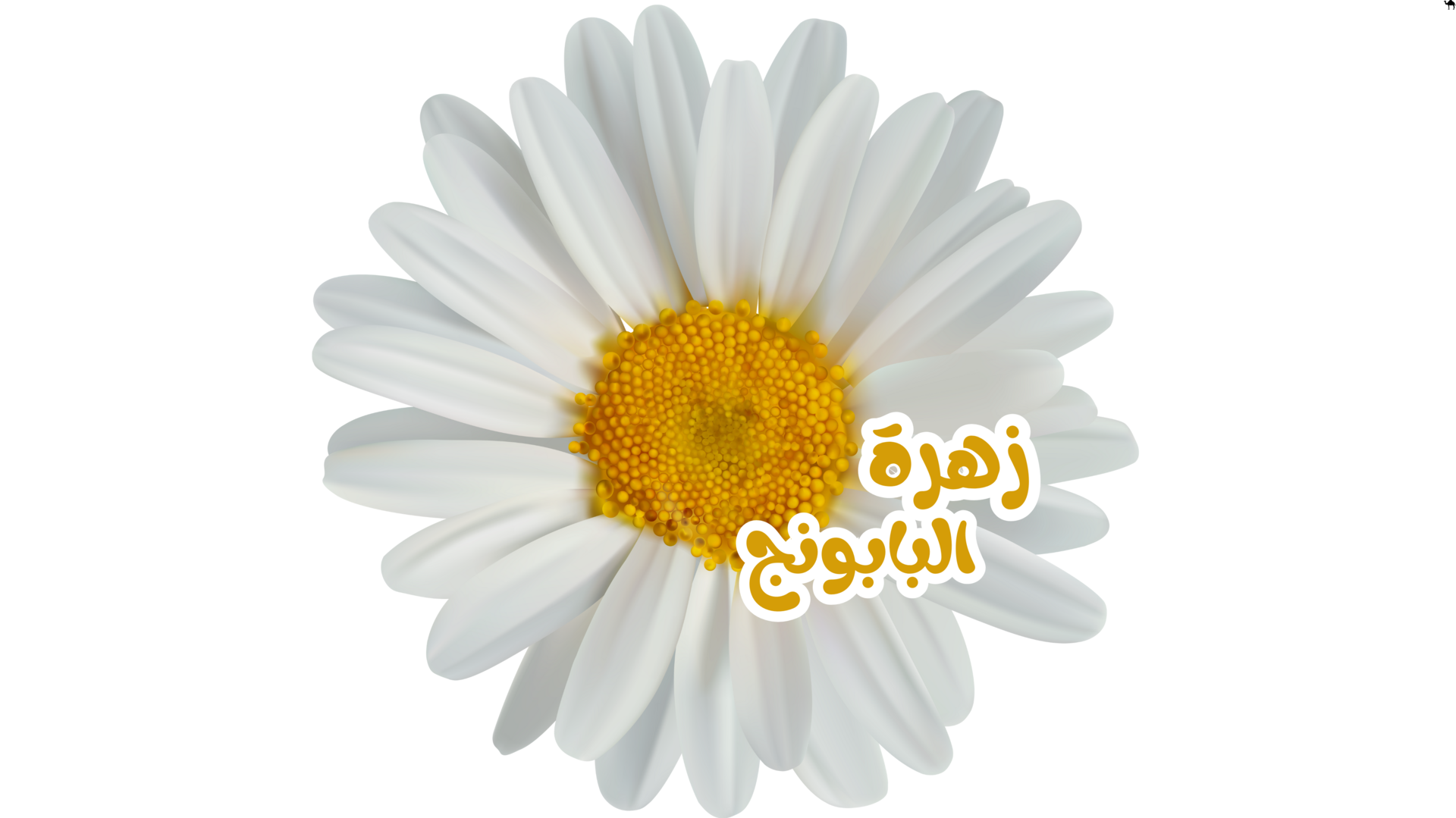 البابونج