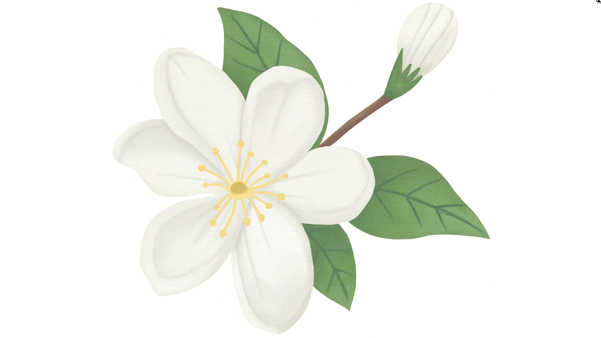 Flower of Purity