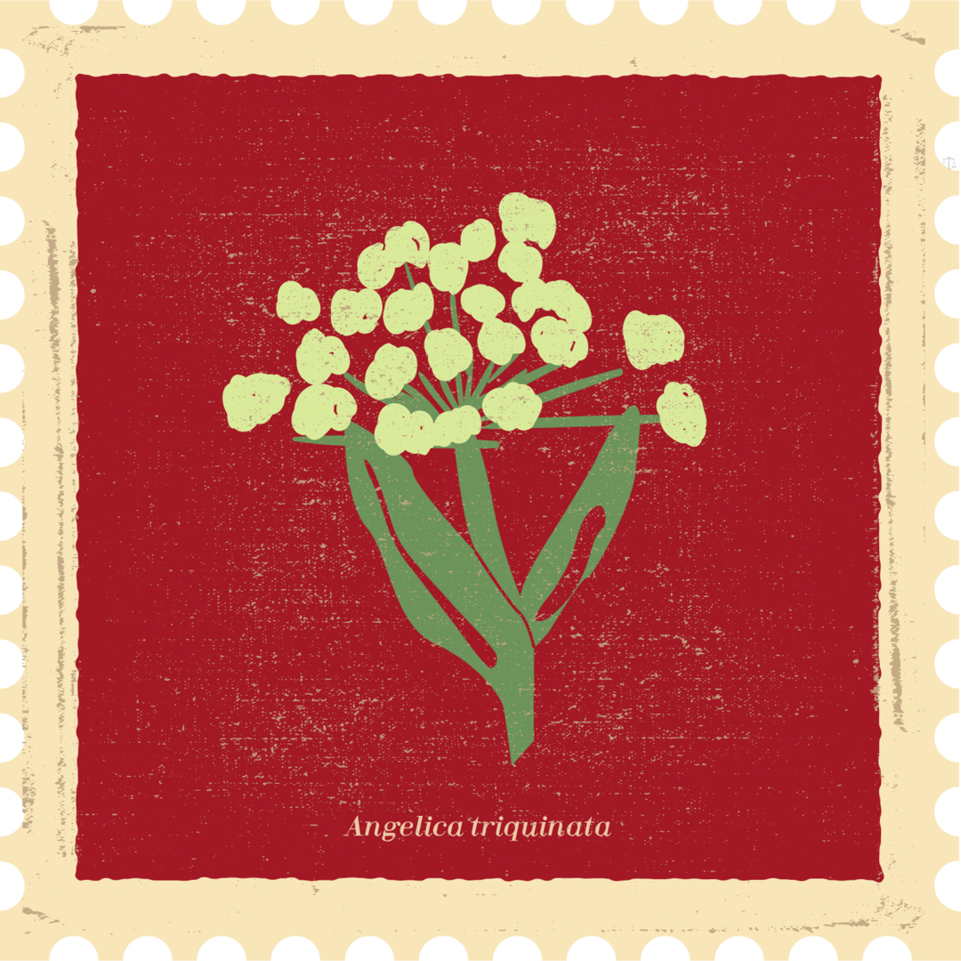 Angelica triquinata