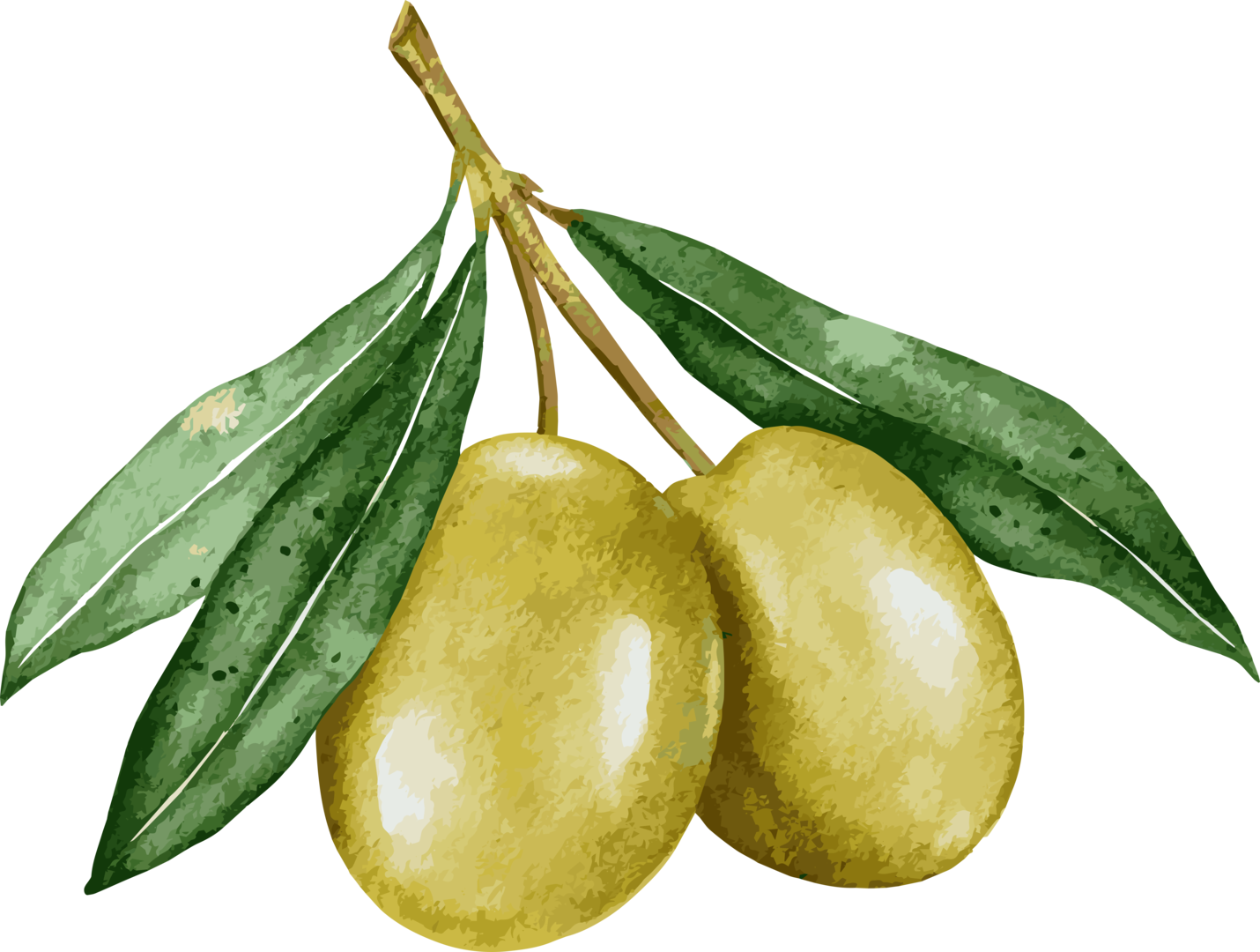 Olives of the Land